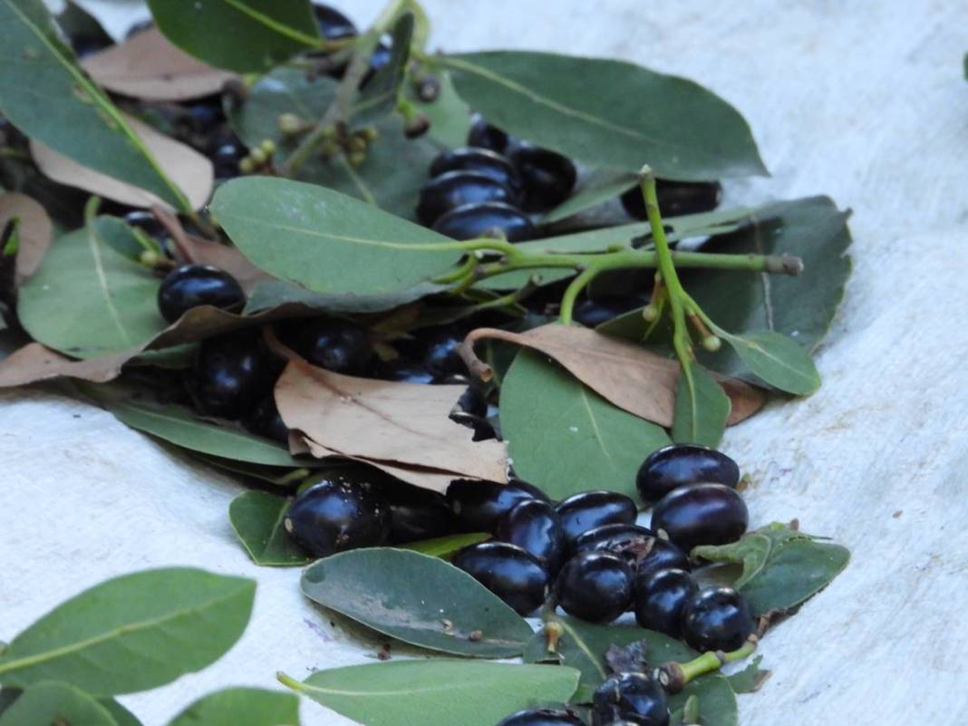 Dalında 7 lira, fabrikadan çıkınca 1500 lira! Dünyaya ihraç ediyorlar, bir köy böyle zengin oldu 12